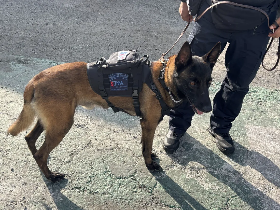 Malinois de trabajo con arnés de JMA Seguridad Privada junto a su manejador