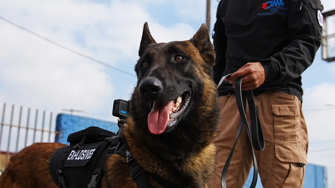 Malinois de detección de explosivos de JMA K9 junto a su manejador
