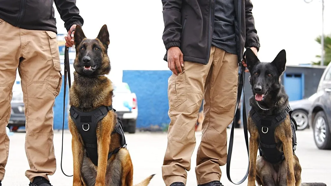 Dos binomios caninos de JMA K9 con sus manejadores