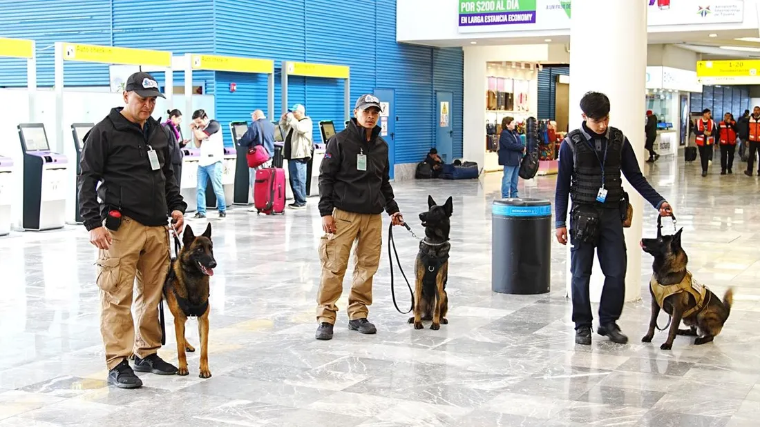 Binomios caninos de JMA K9 desplegados en una terminal aérea